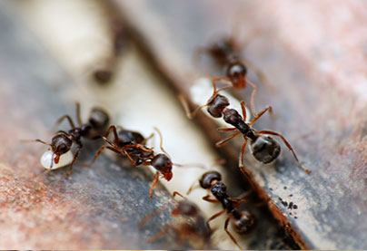 slide-ants